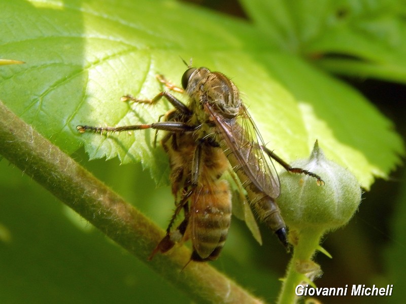 Asilidae del gruppo Machimus/Tolmerus che preda ape